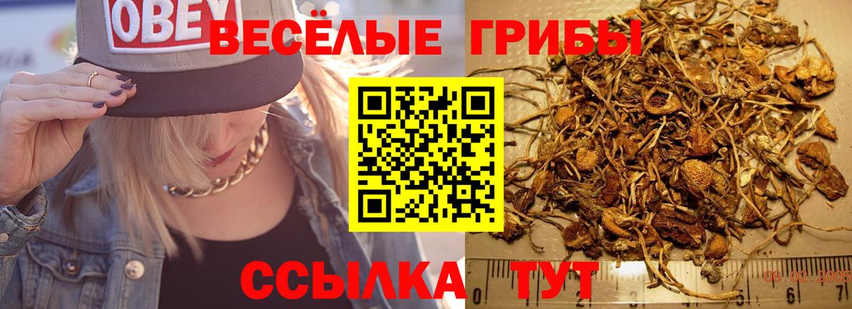 Новороссийск  Псилоцибиновые грибы MAGIC MUSHROOMS  Вход с VPN 
